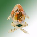 FROG DISSECTION